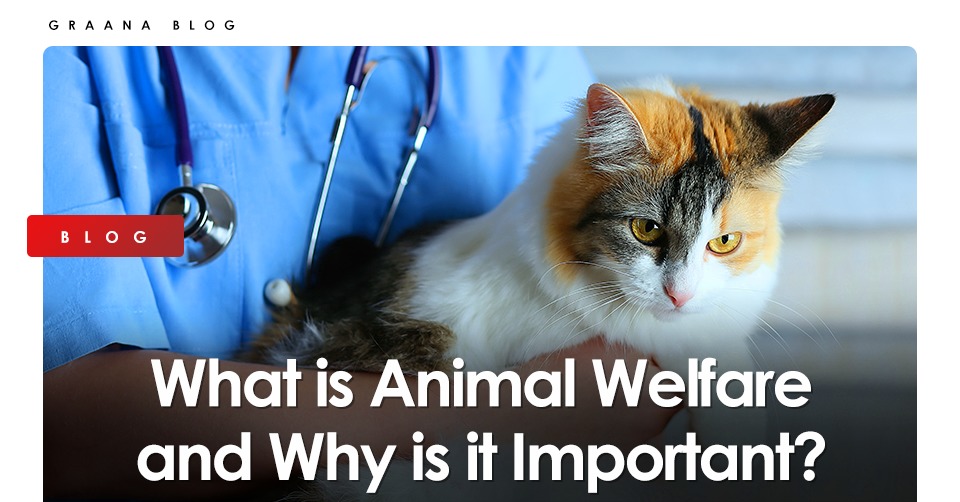 research on animal welfare